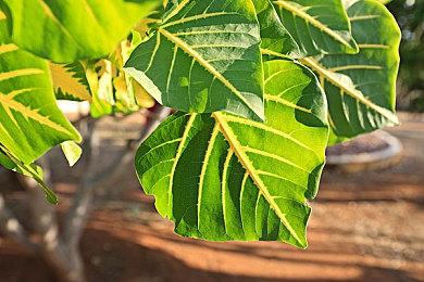 《救护车生活：辅助医护人员模拟器》Steam页面上线 支持简体中文